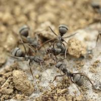 black ants on the ground